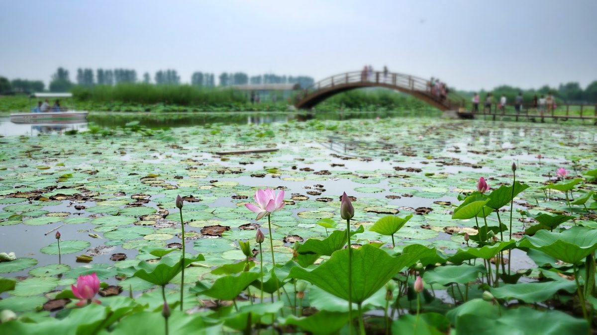 Lotus pond on Baiyangdian