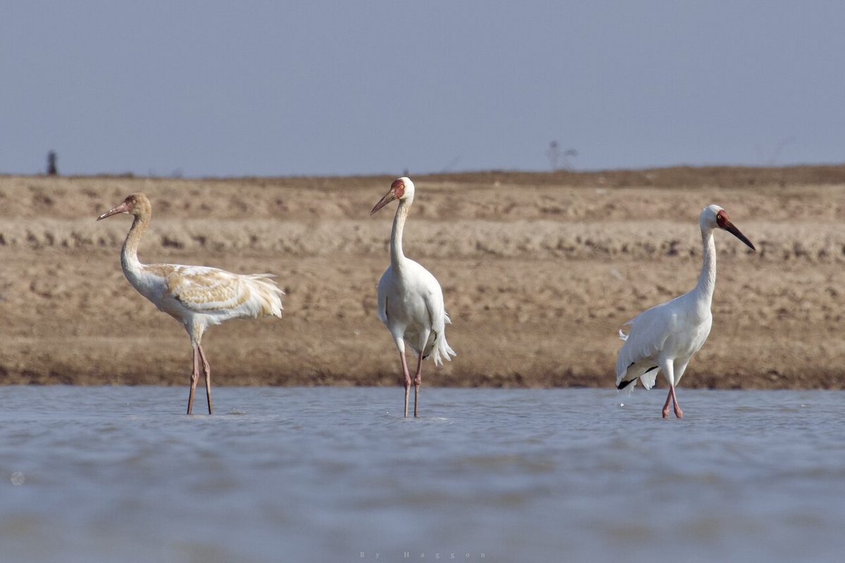 Siberian cranes at Poyang Lake