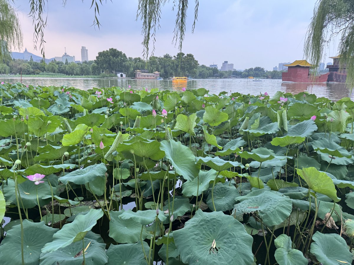 Lotus and willows on Daming Lake