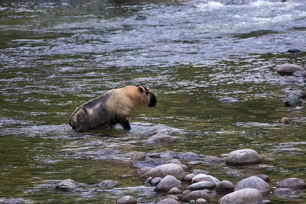 A takin wading across a river