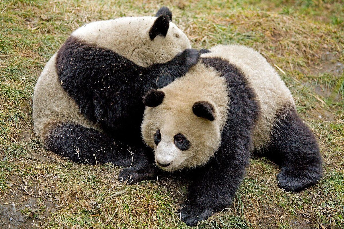 A giant panda at Wolong