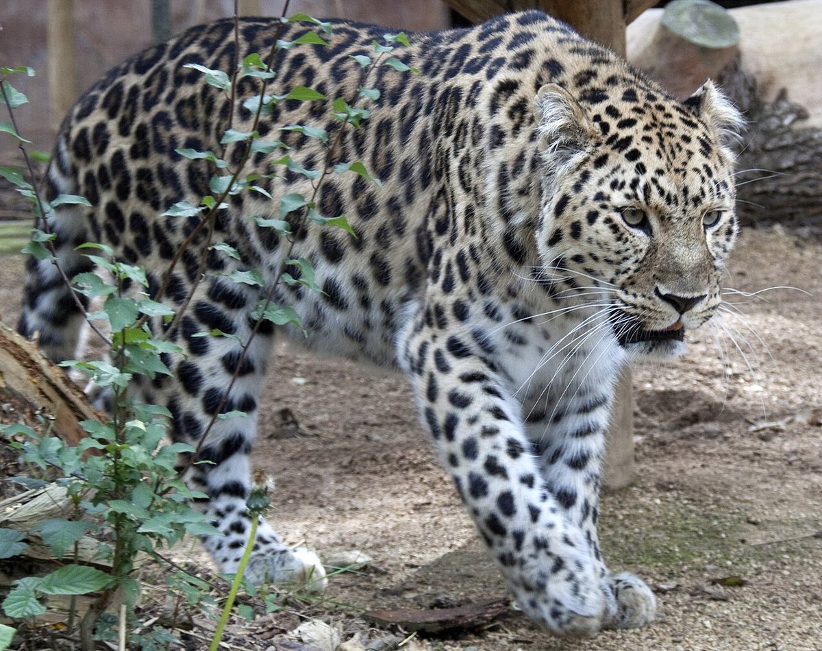 Amur leopard