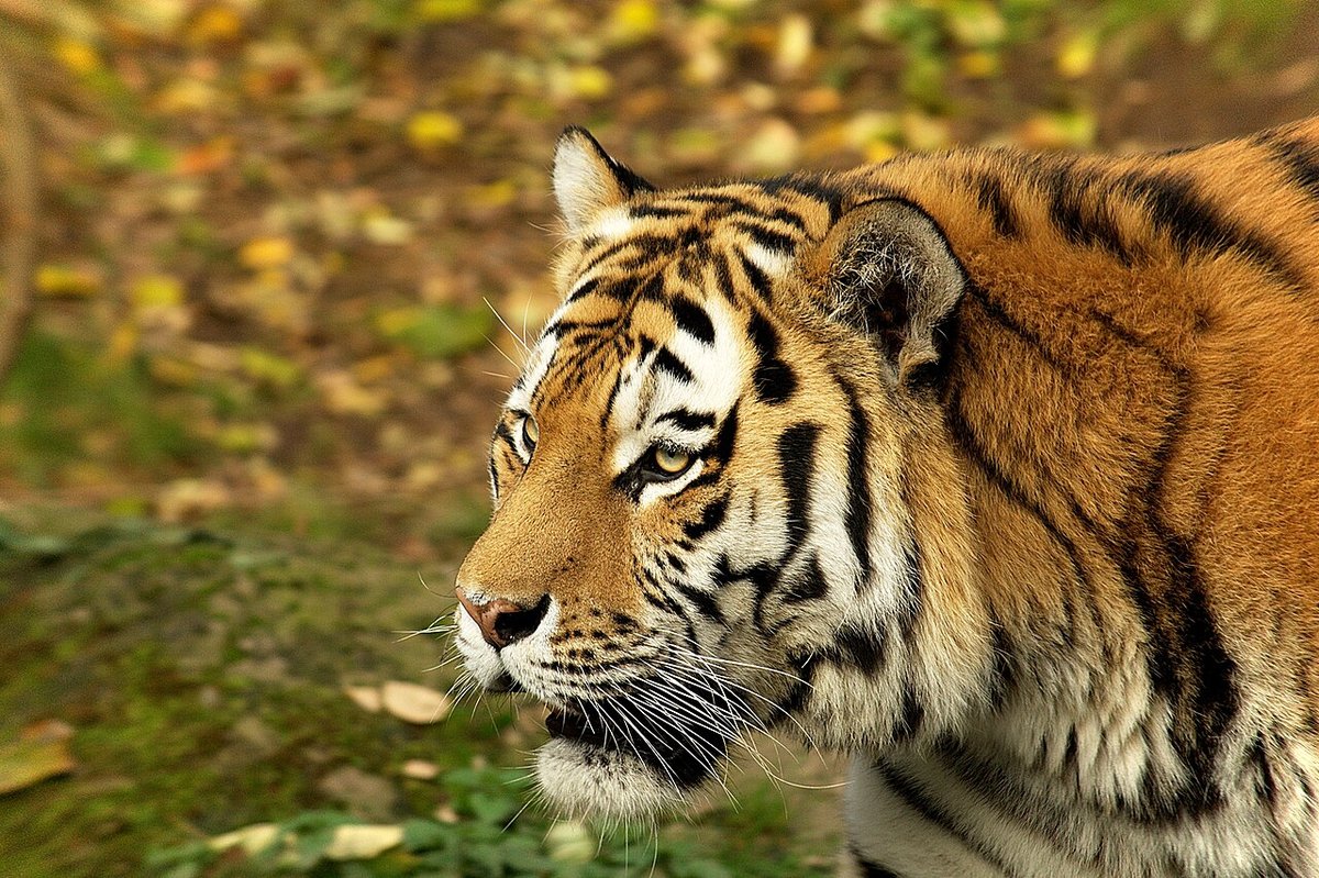 Amur (Siberian) tiger