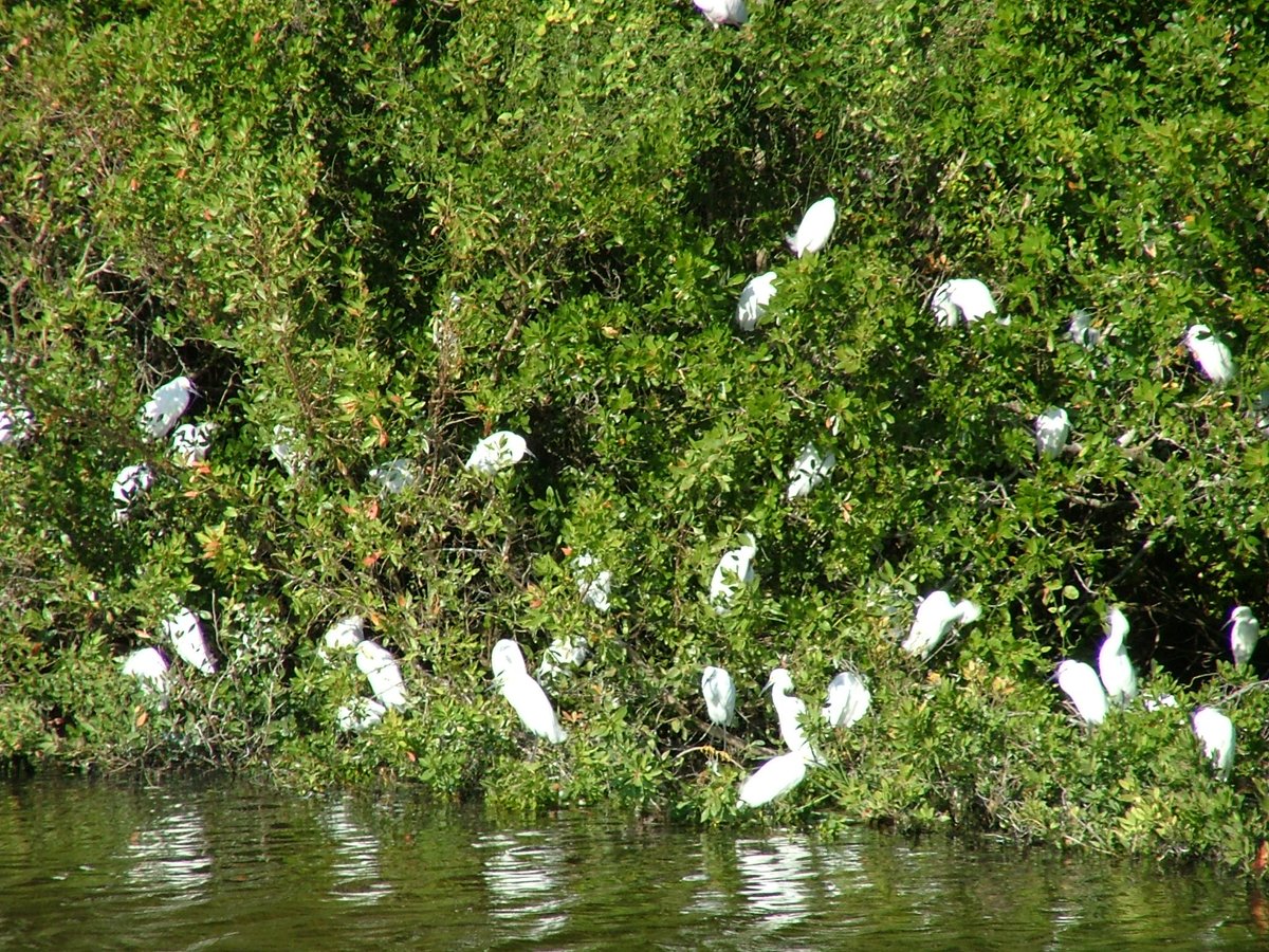 Wading birds