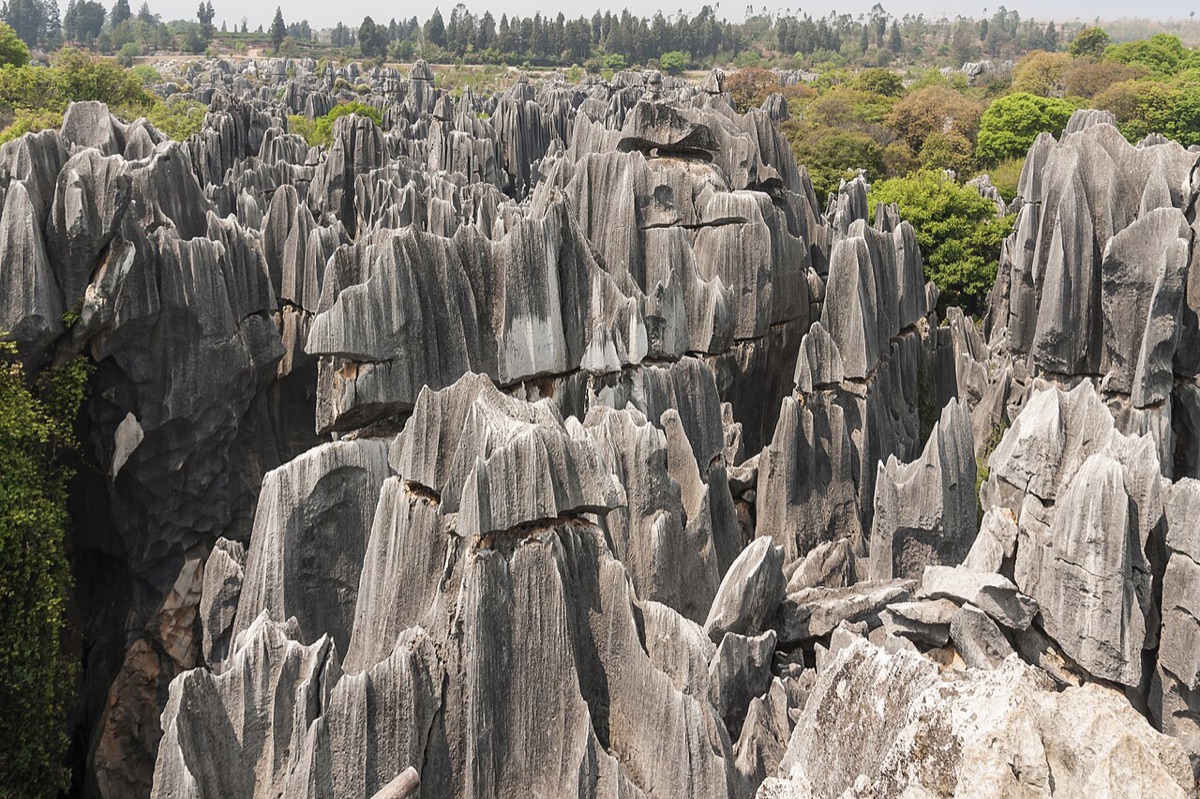 The Stone Forest