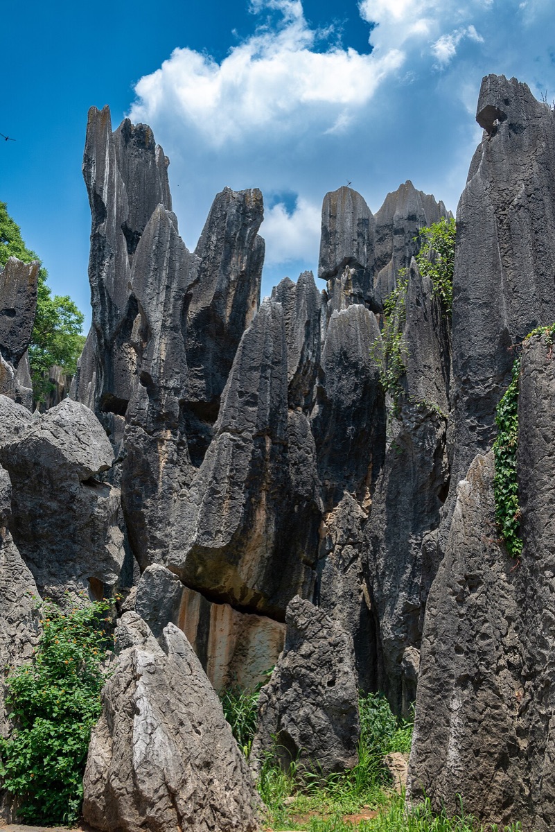 The Stone Forest