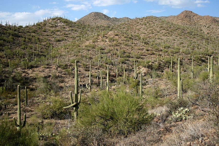 Saguaro National Park