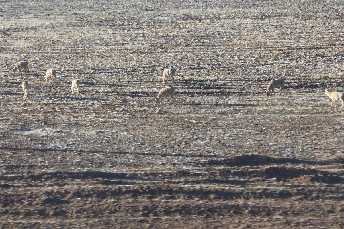 Male Tibetan antelopes