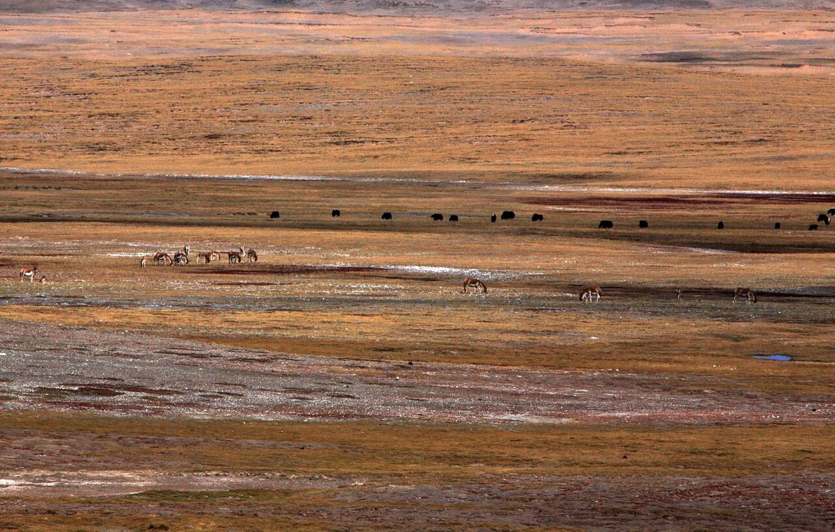 Tibetan wild asses and wild yaks on the plateau