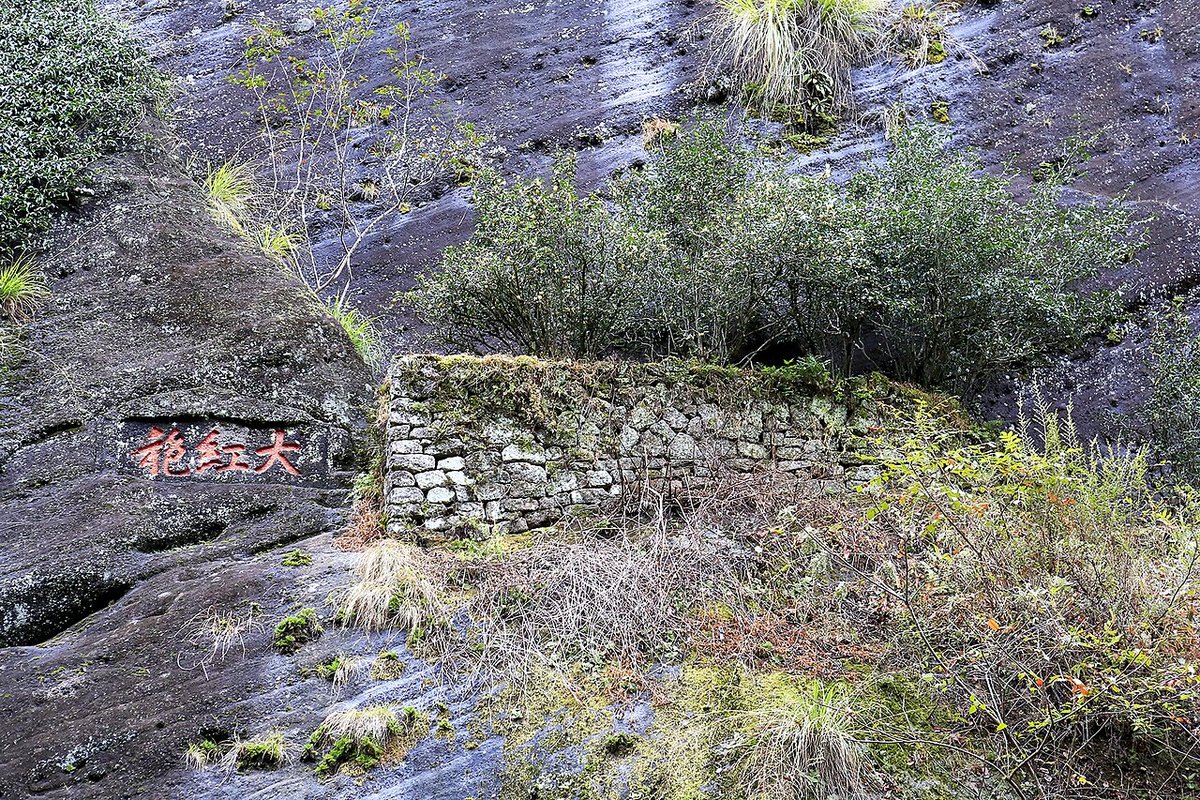 The mother Da Hong Pao tea bushes on the cliff at Jiulongke