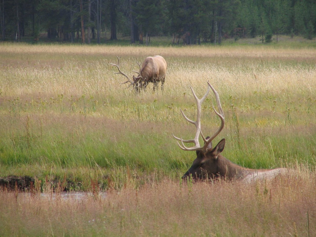 Elk