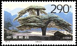 凤凰古松