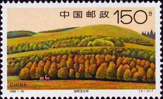 杨桦混交林
