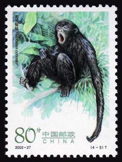 黑长臂猿