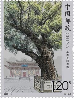 山西晉祠國槐