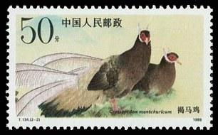 双栖