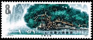 古榕白鷺
