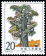 轩辕柏